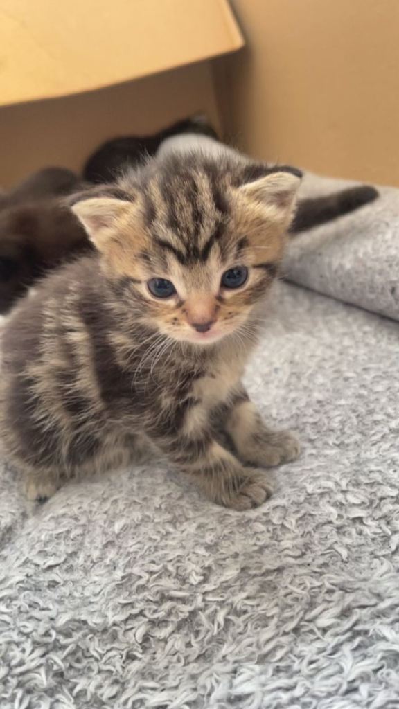 2x Lovely Kittens (Half Ragdoll Half Tabby) 3 Months