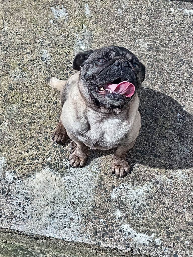 Pug female 