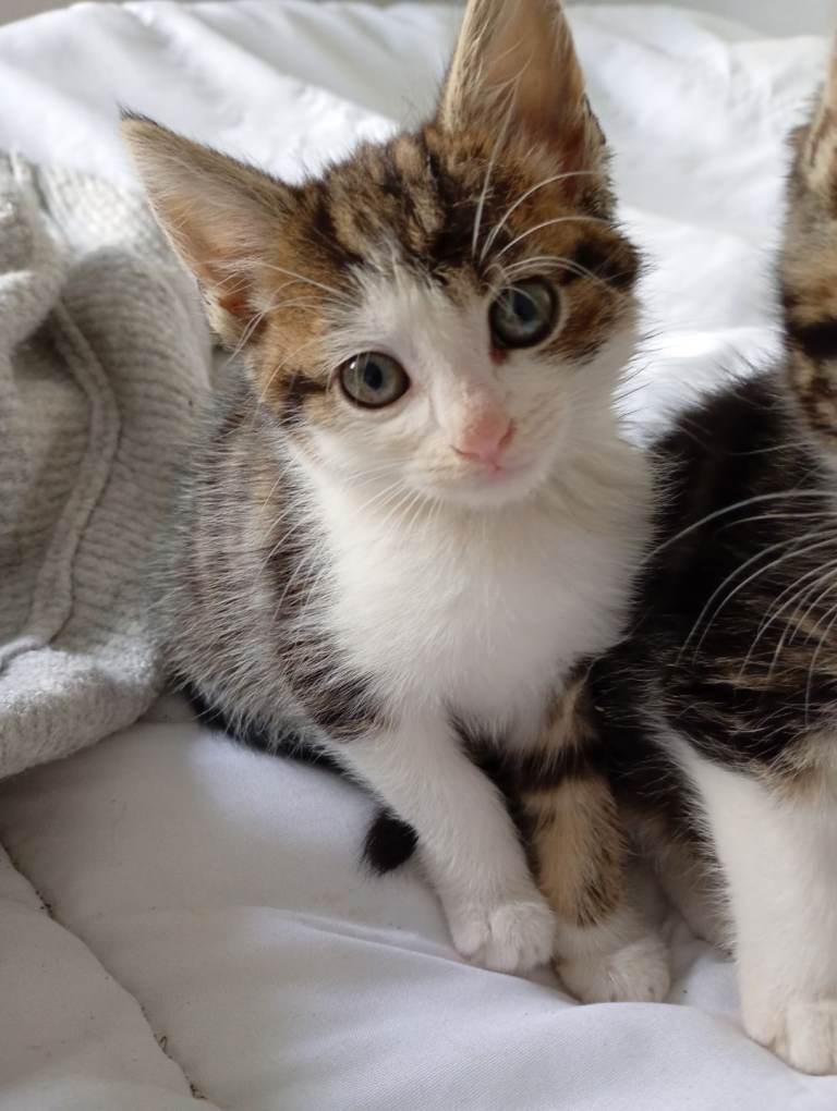 Lovely Female Tabby Kitten