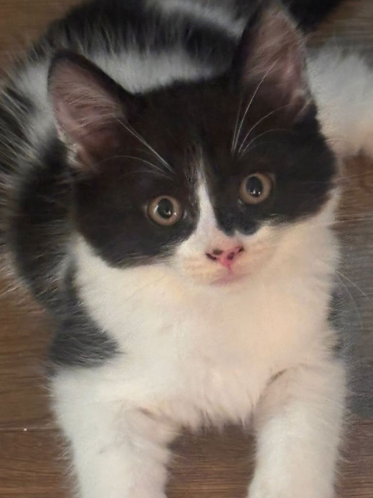1 amazing family kitten all ready to leave NOW 