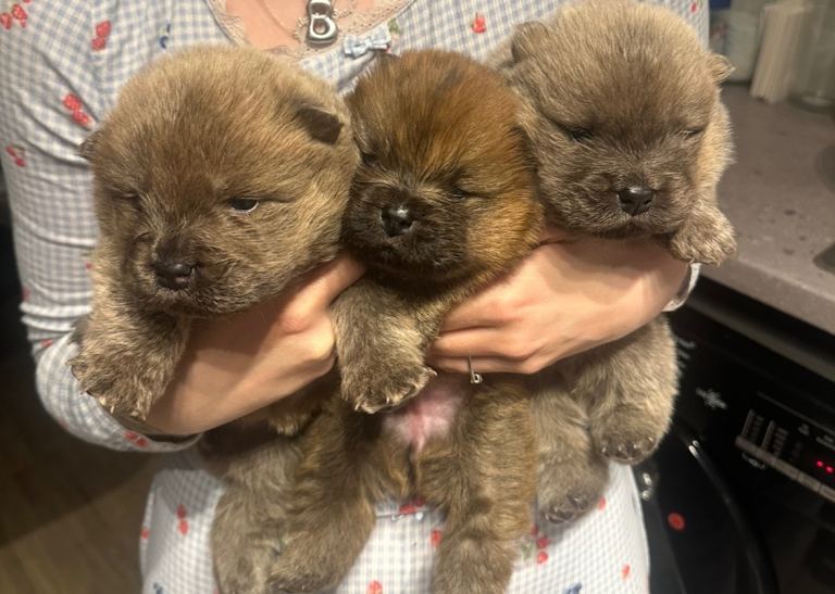 KC Registered Chow Chow Puppies for Sale 