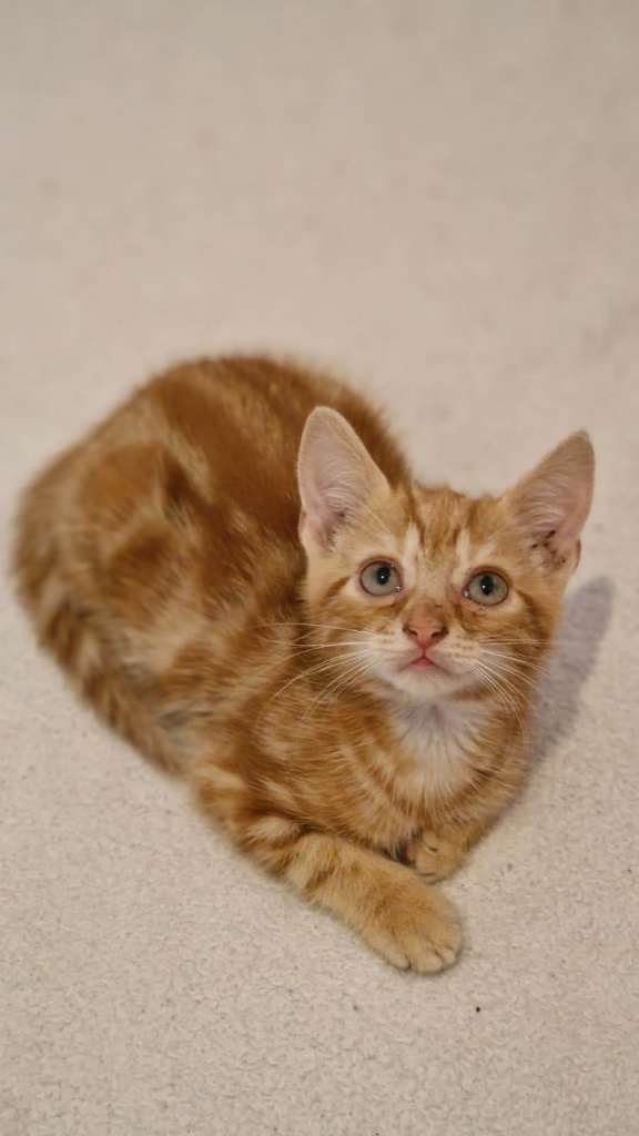 Beautiful kittens for sale,  looking for a new home