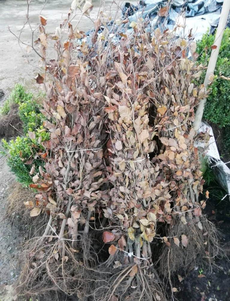 Copper Beech Hedging 