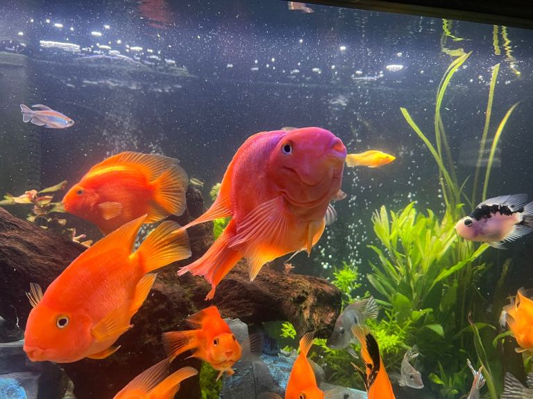 King Kong Blood red Parrot fish