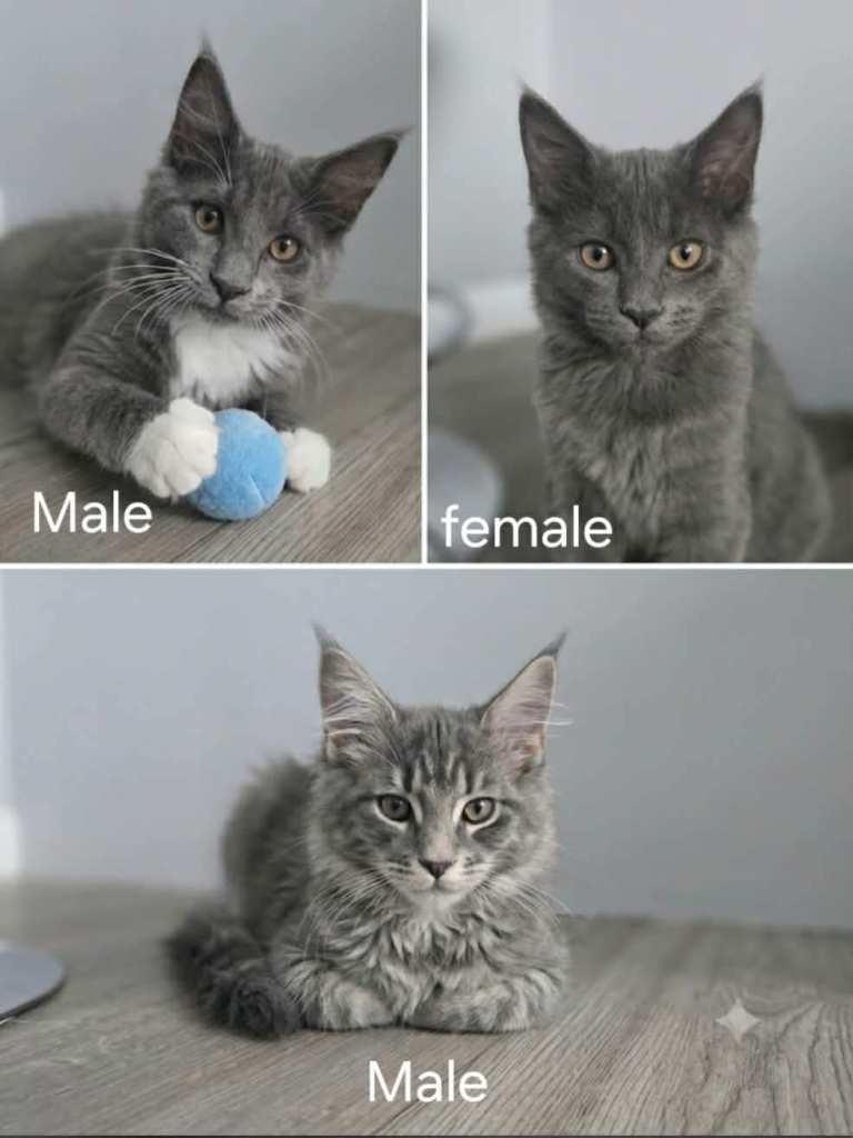 Blue Maine Coon Kittens – 2 Females & 3 Males 