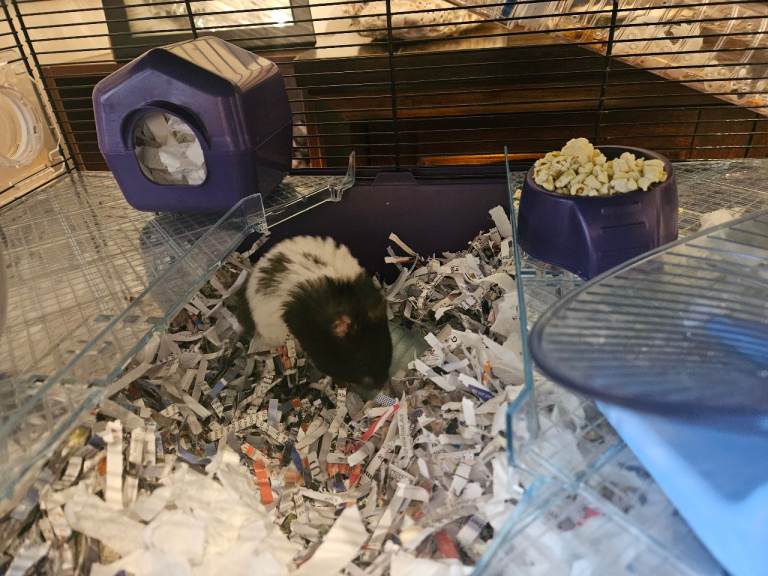 Hampster and set up for sale