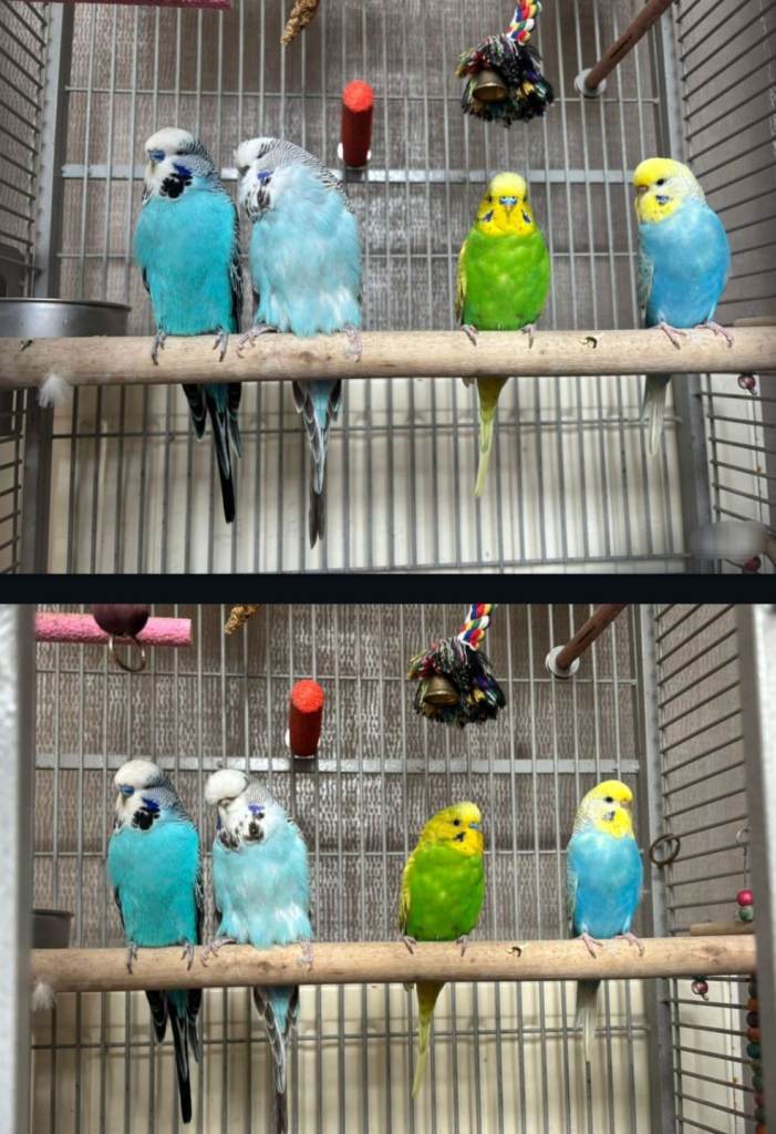 Budgies pair male female exhibition or normal beautiful 