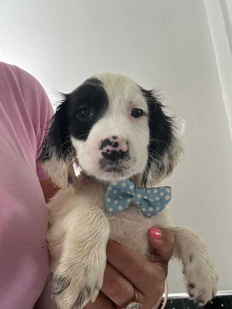Cocker spaniel puppies £750