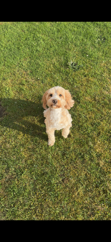 Cockapoo puppies