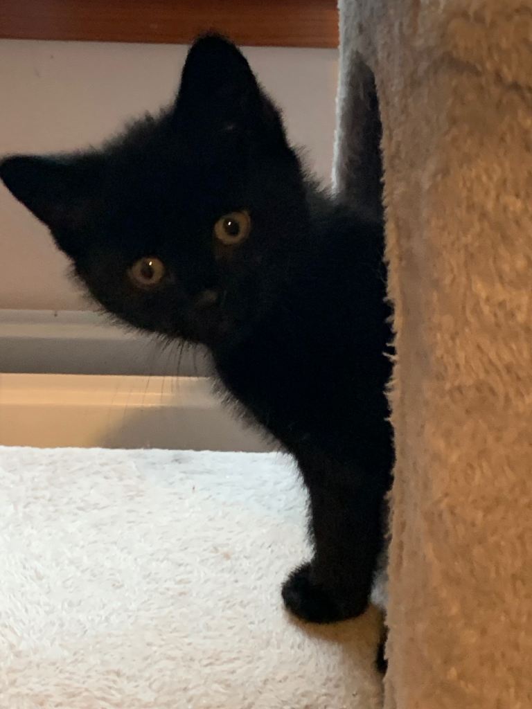 LOVELY MALE BLACK KITTEN 