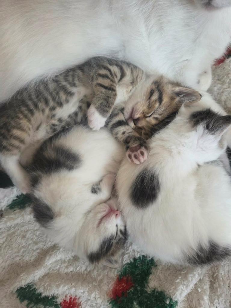 Kittens 