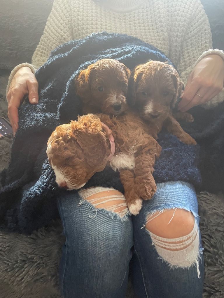 F1b cockapoo puppy’s 