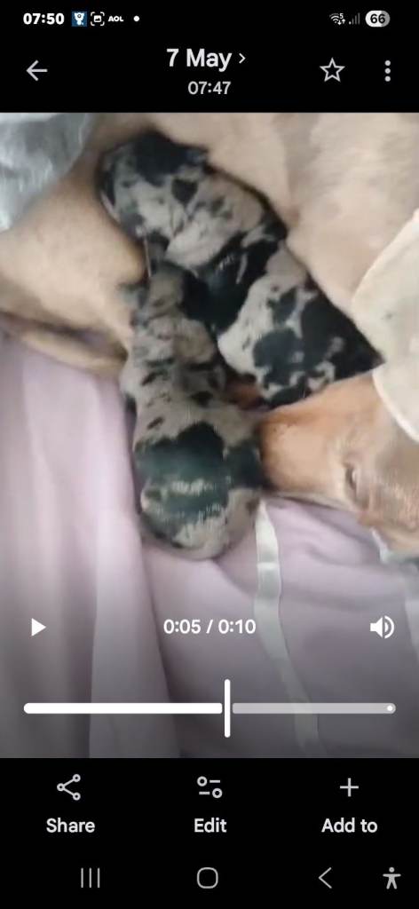 Chiweenie