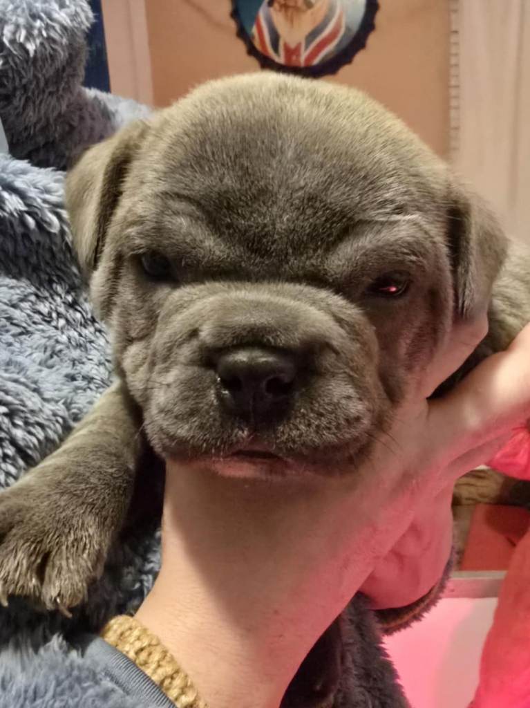 bulldog cross staff pups 