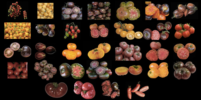 🍅 Heirloom Tomato Seeds - 32 Rare Varieties.  Tiny to Medium Sized. Postage Available
