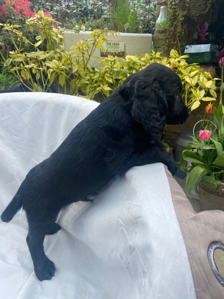 Black Cockapoo puppies.