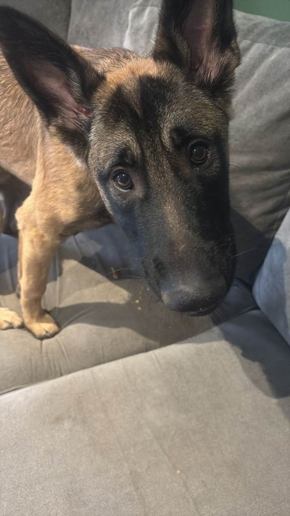 Rehoming Opportunity: 7-Month-Old Belgian Malinois Puppy – Tex Needs an Active Forever Home! 