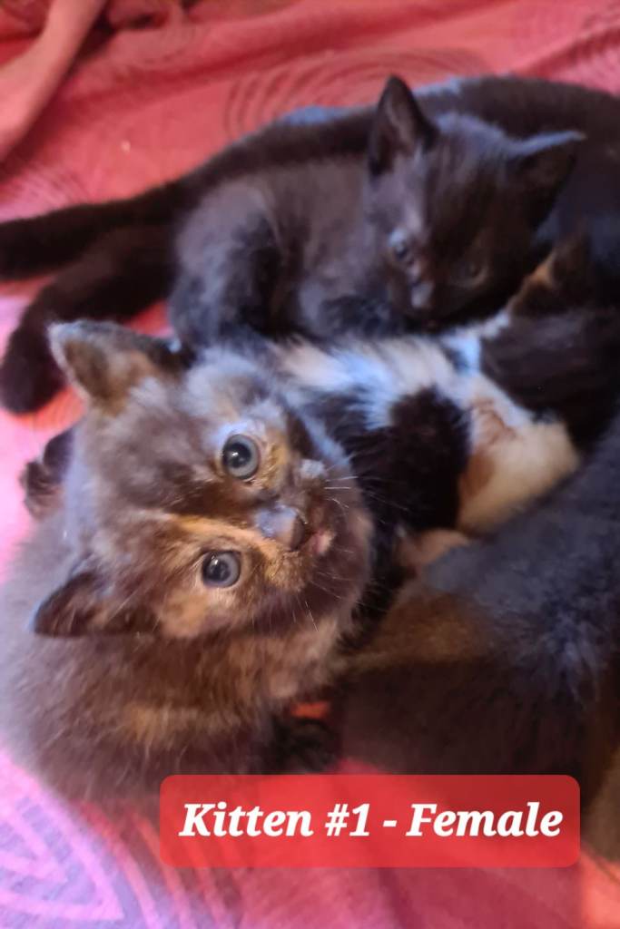 Beautiful Kittens - Reserve Now