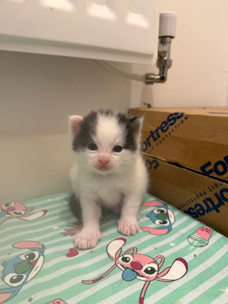 Maincoon cross kittens 