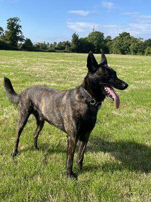 Dutch Shepherd/Herder puppies