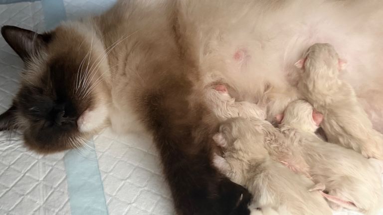 Ragdoll kittens