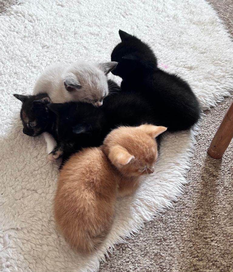 5 Kittens - ginger, black, tortoise shell, white/grey 