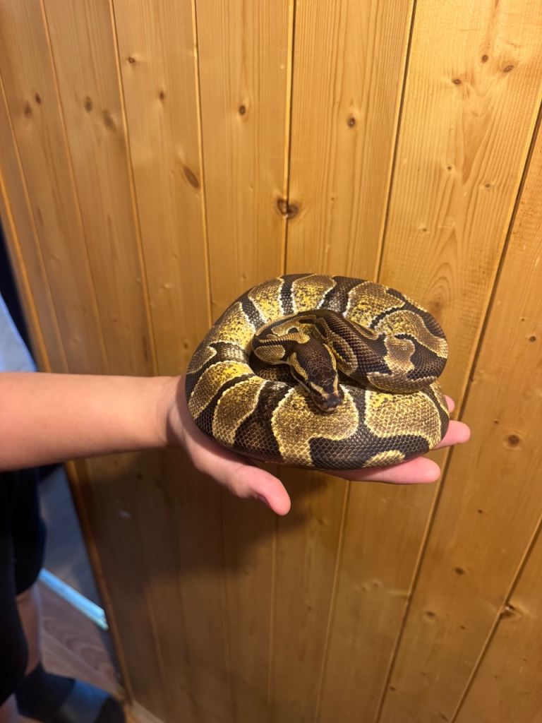Pyton ball enchi 
