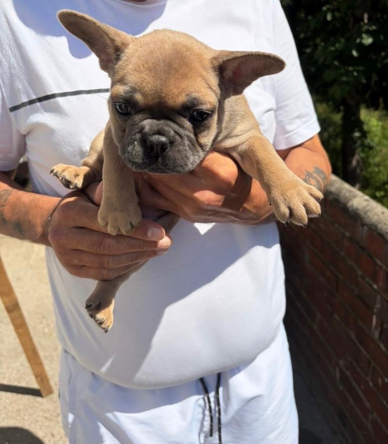 French bulldogs