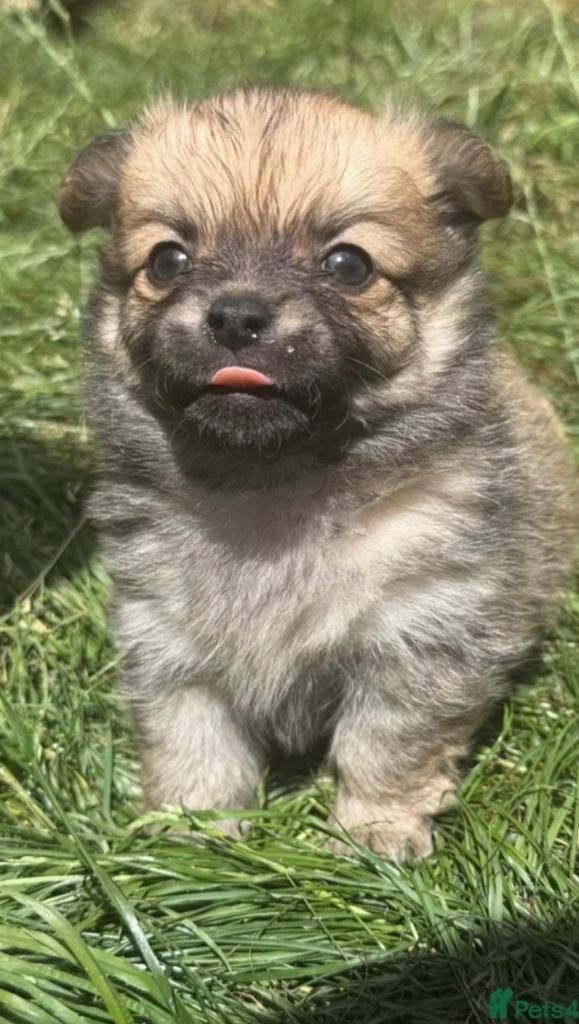 3 stunning Pomchi boys super loving 