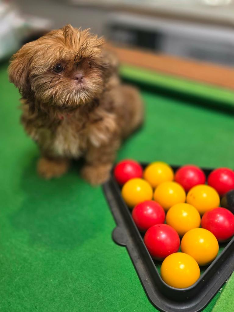 Shih Tzu puppies