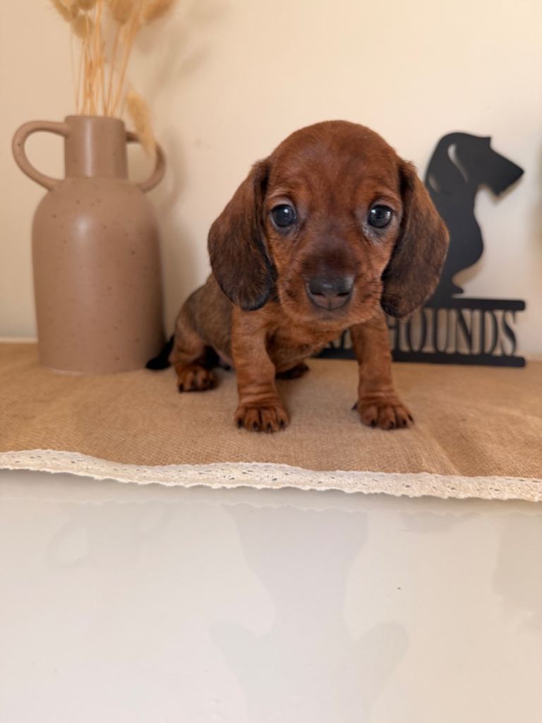 Exceptional standard wire haired dachshund puppies 