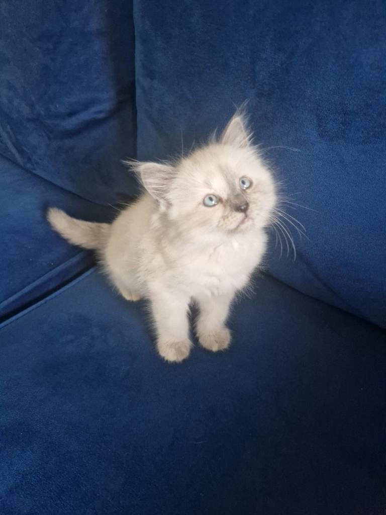 Ragdoll kitten