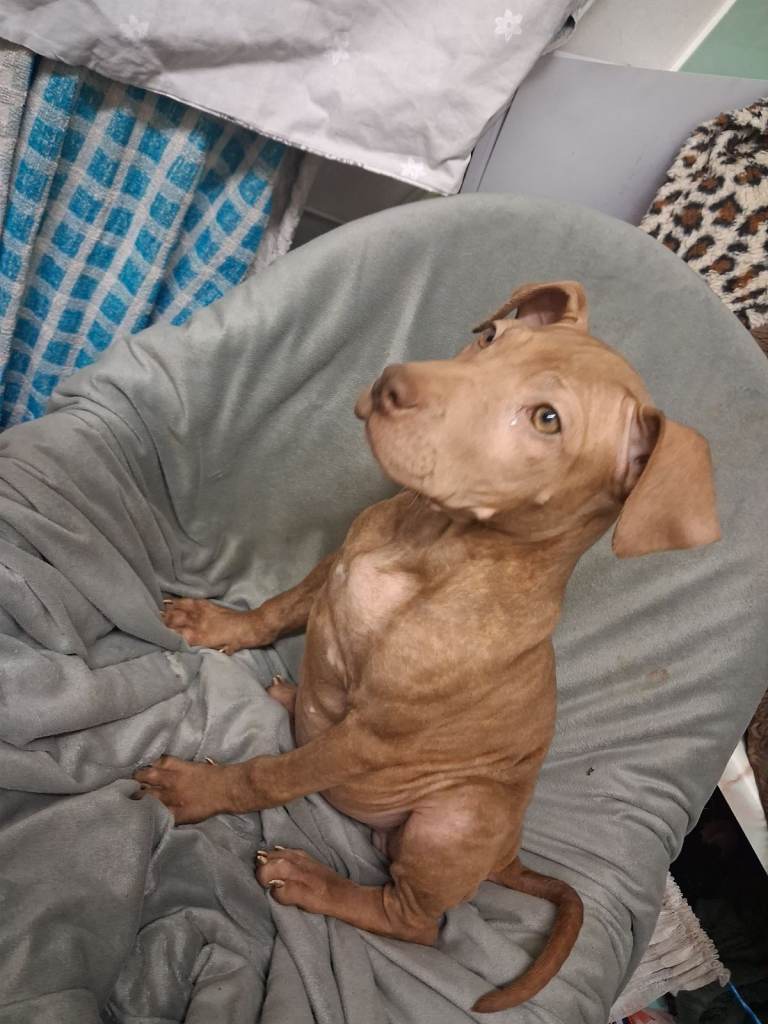 Puppy's staff x shar-pei 