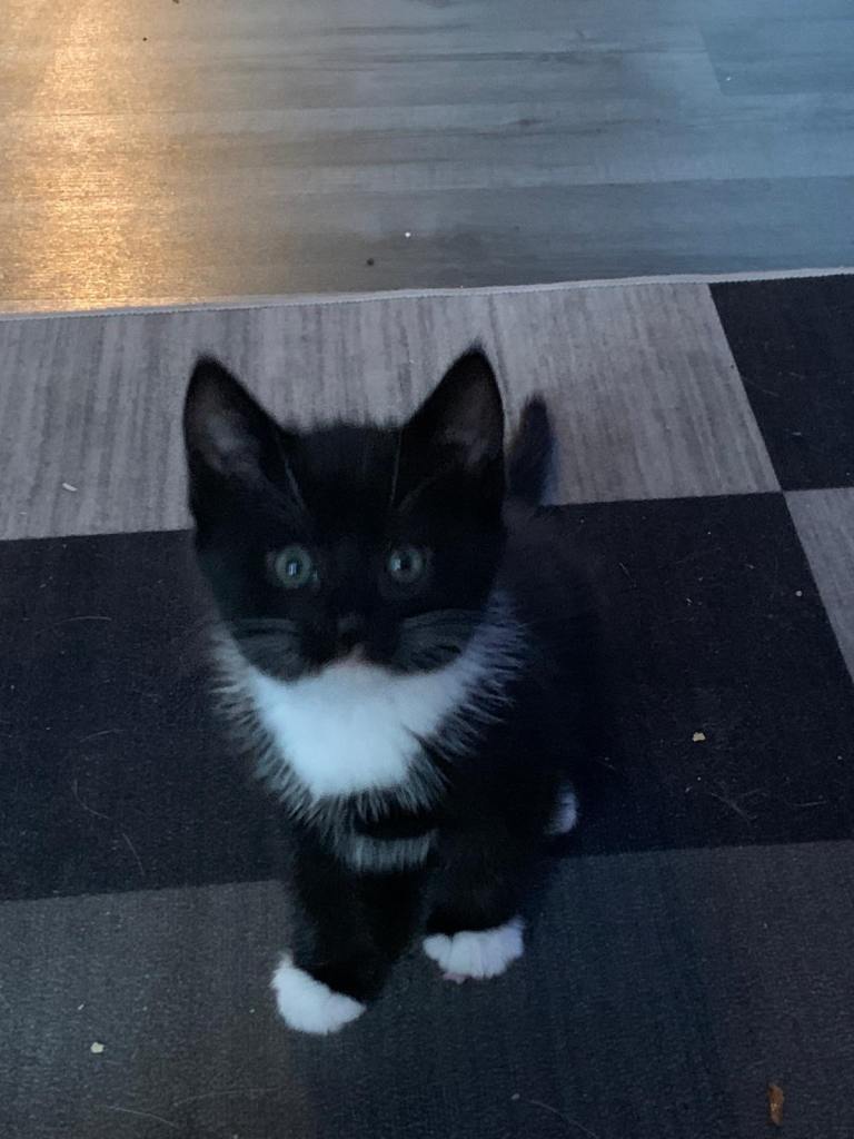 3 Kittens for Sale