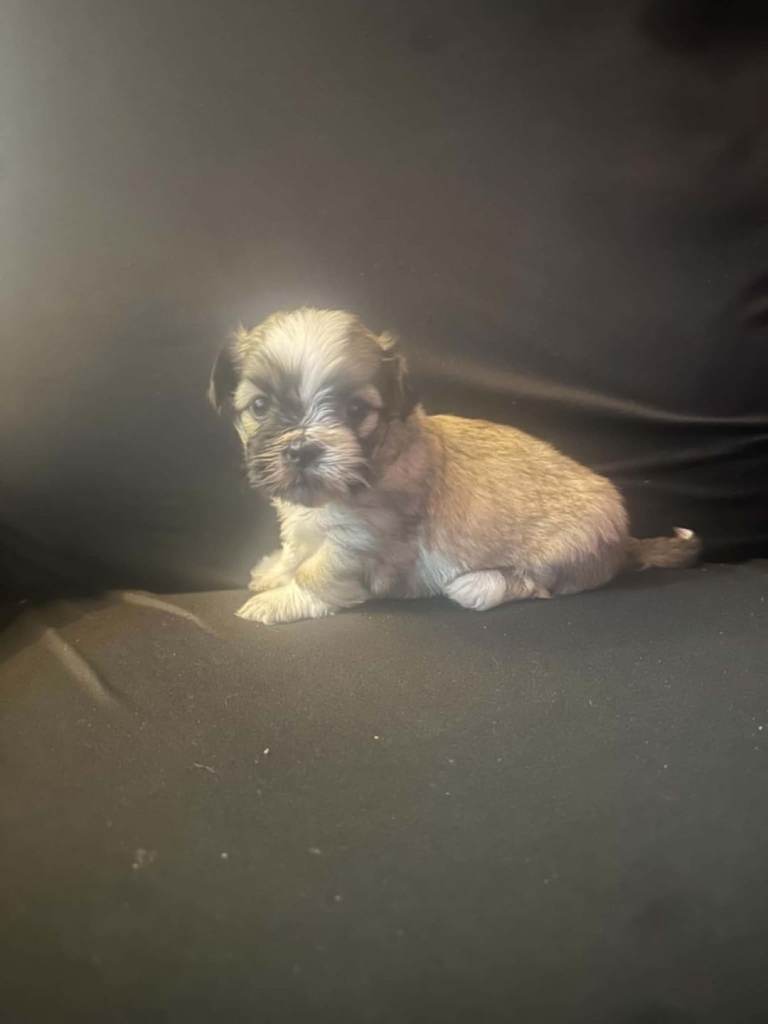 Lhasa Apso Cross Shihtzu