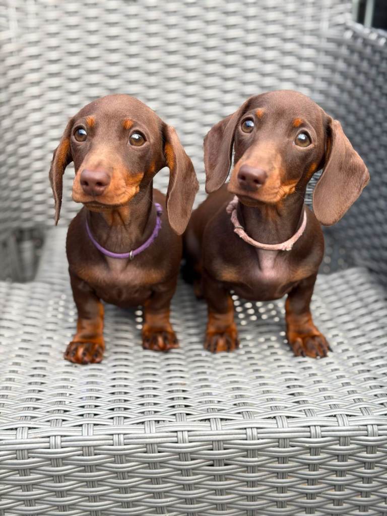 *KC Reg Miniature Dachshund *