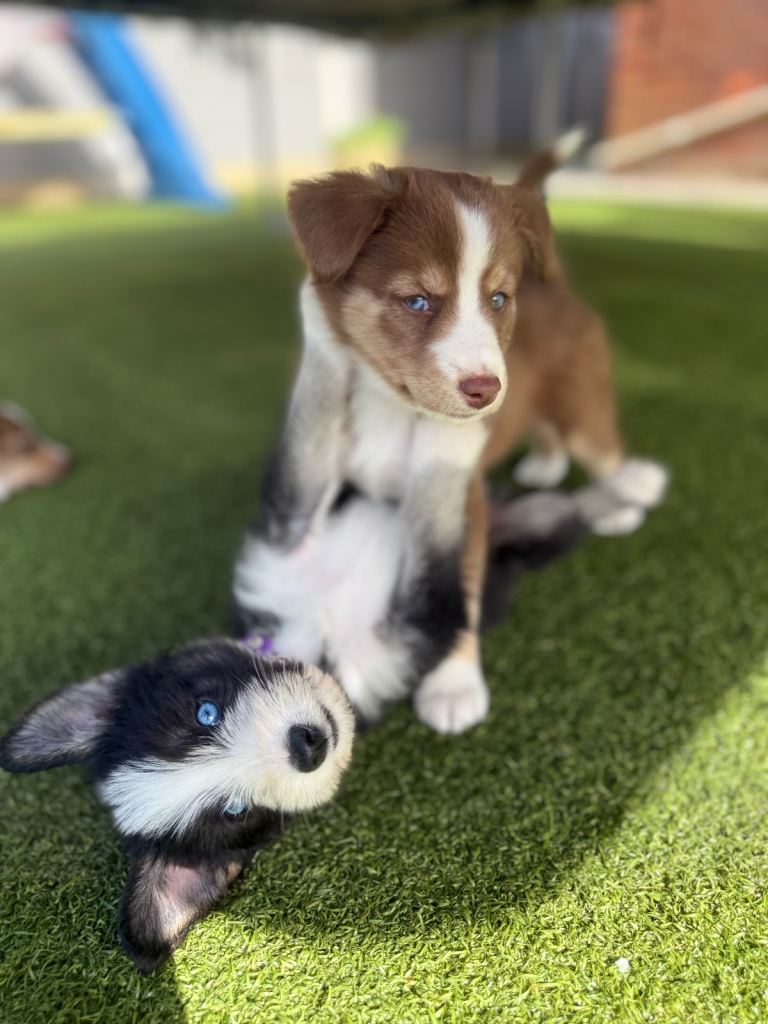 Labradoodle × Siberian Husky Puppies