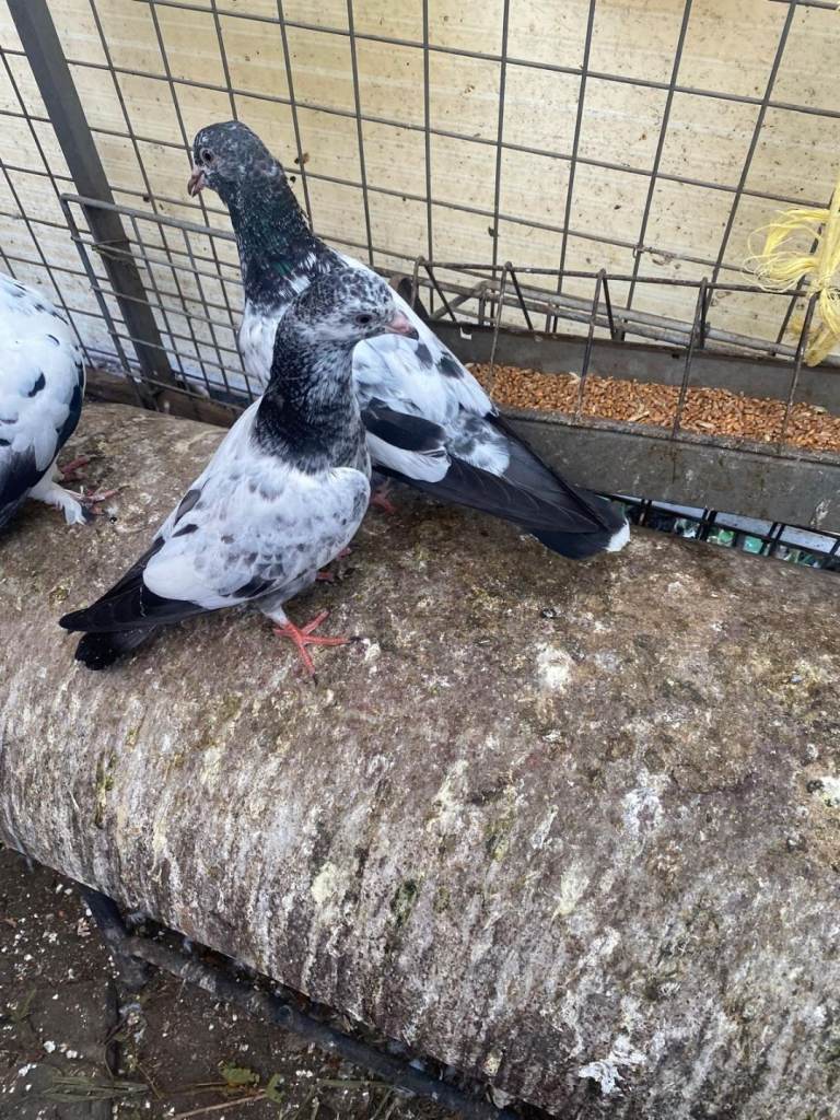 Beautiful pigeon 