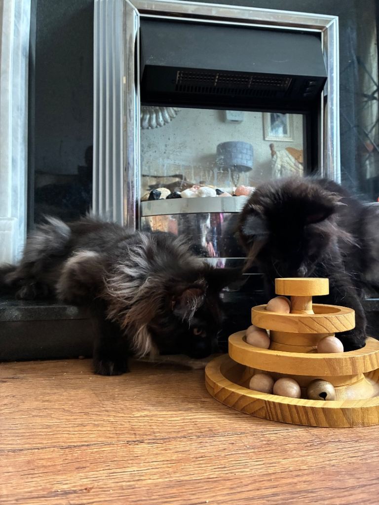 Purebred Maine Coon Kittens