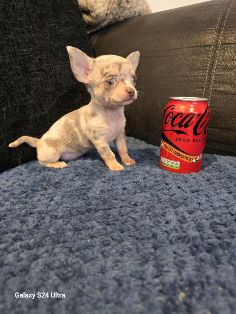 XXx's Lilac & Merle Chihuahua Female puppy