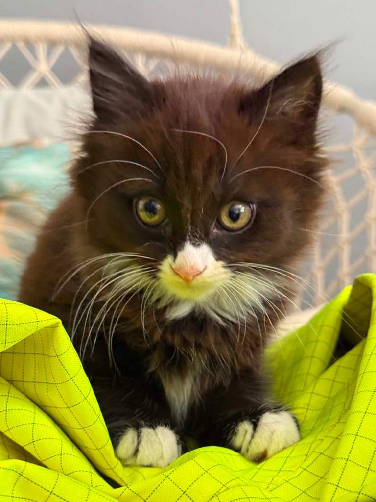 Kitten Girl, Northampton NN1