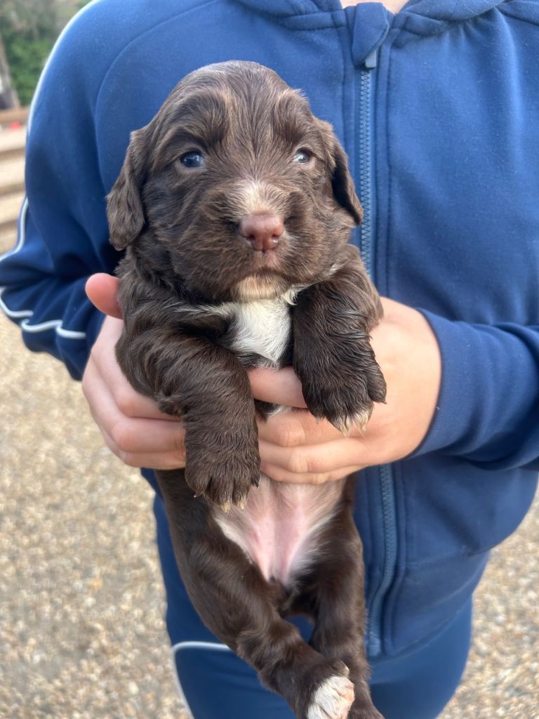 Brown cocker spaniels
