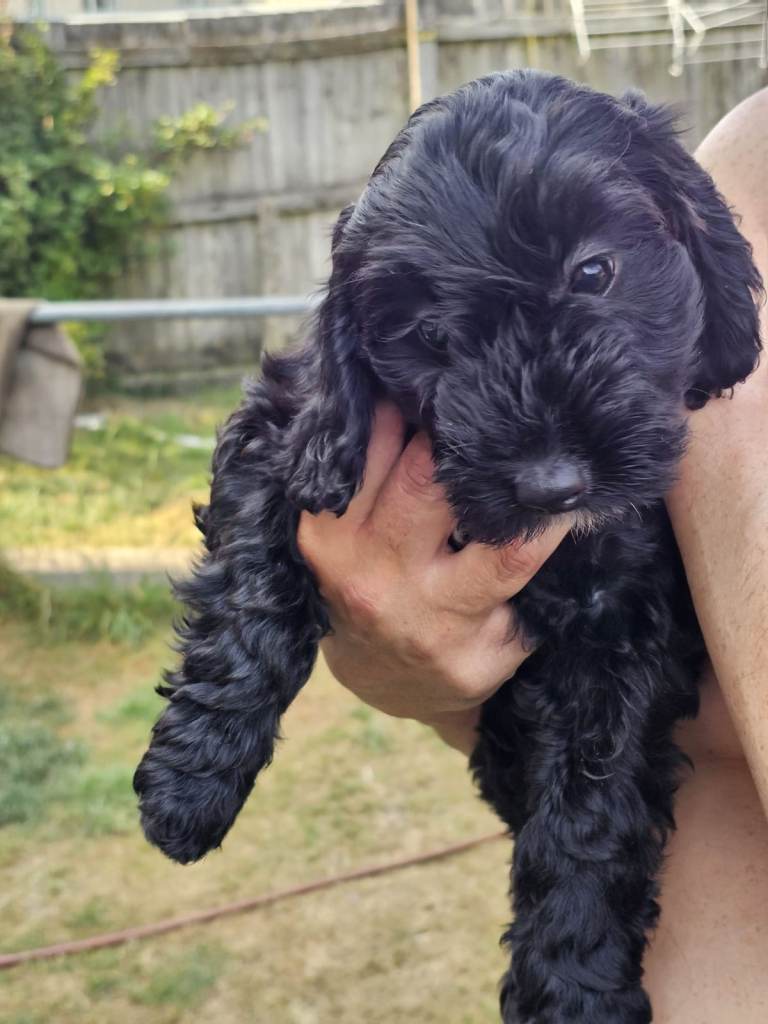 Cockapoo puppies 
