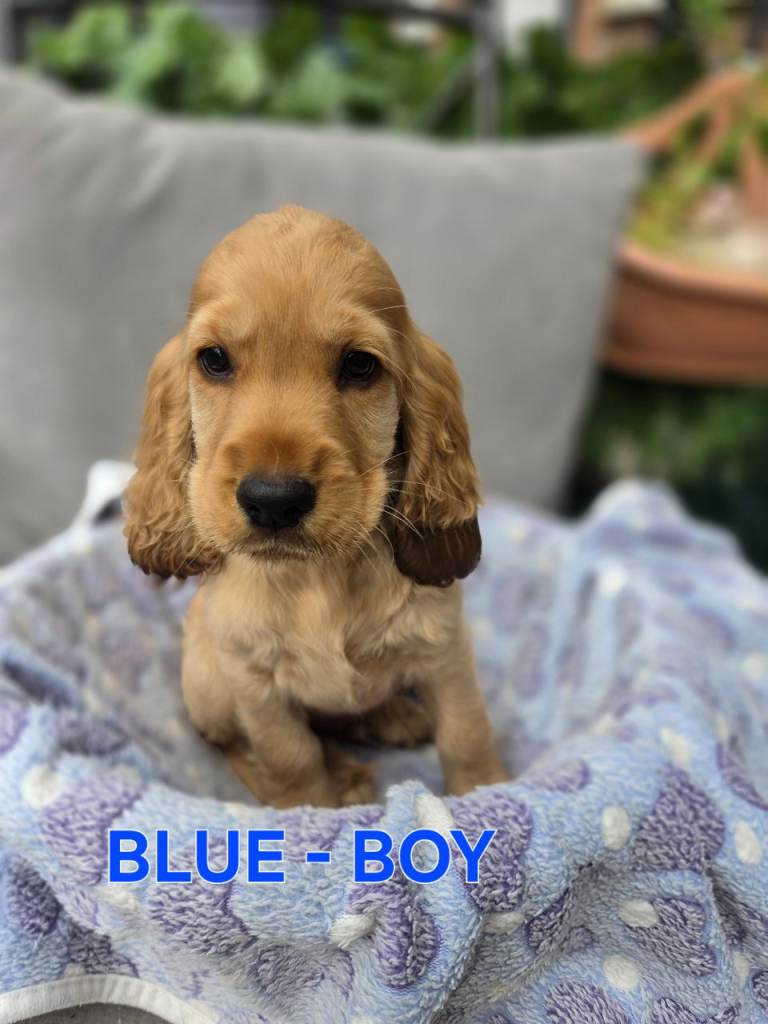 2 boys and 1 girl left 100% Cocker Spaniel puppies- litter of 6