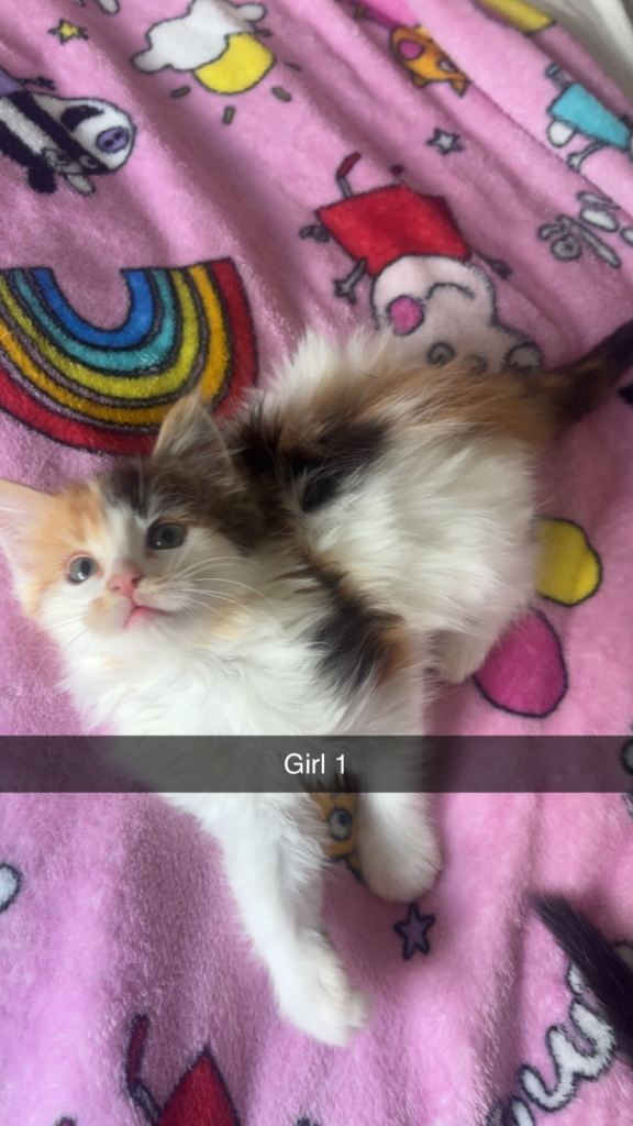 8 kittens