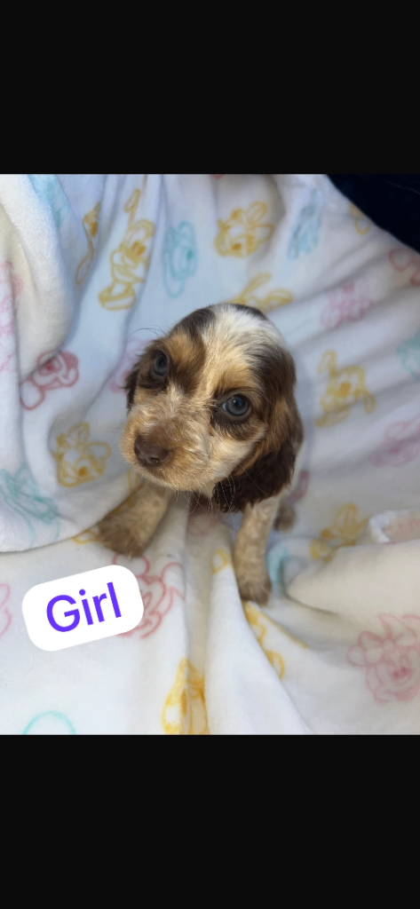 Show type cocker spaniel puppies 