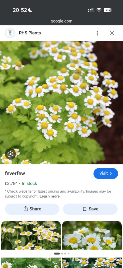 Feverfew garden plant 