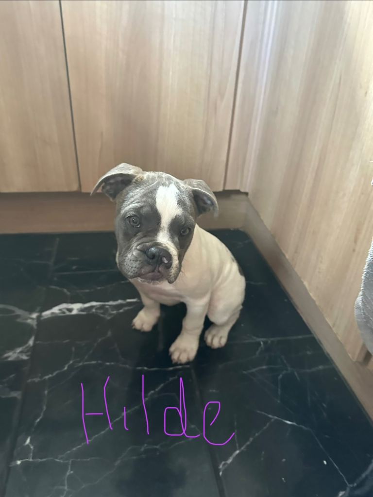 12 week old Dorset old tyme bulldogs 