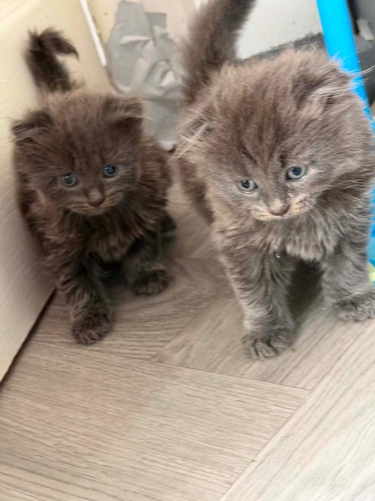 kittens 