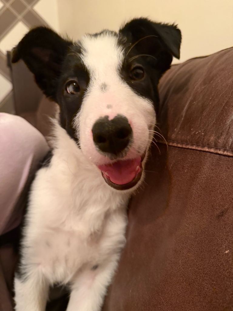 Border Collie Puppy for Sale